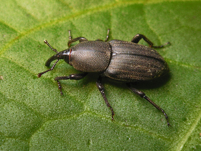 Dryophtoridae: Sphenophorus abbreviatus